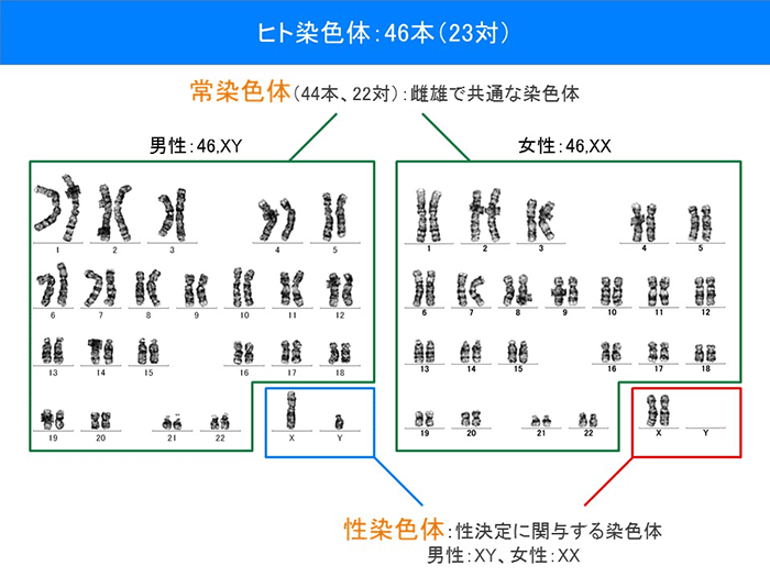 ヒト染色体