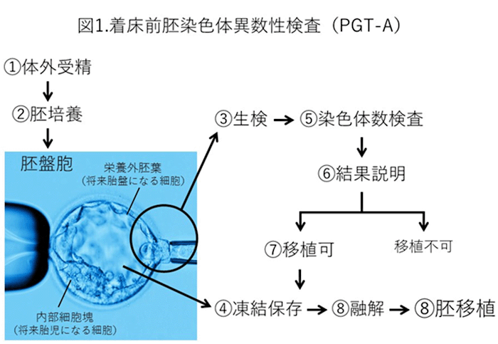 着床前胚染色体異数性検査