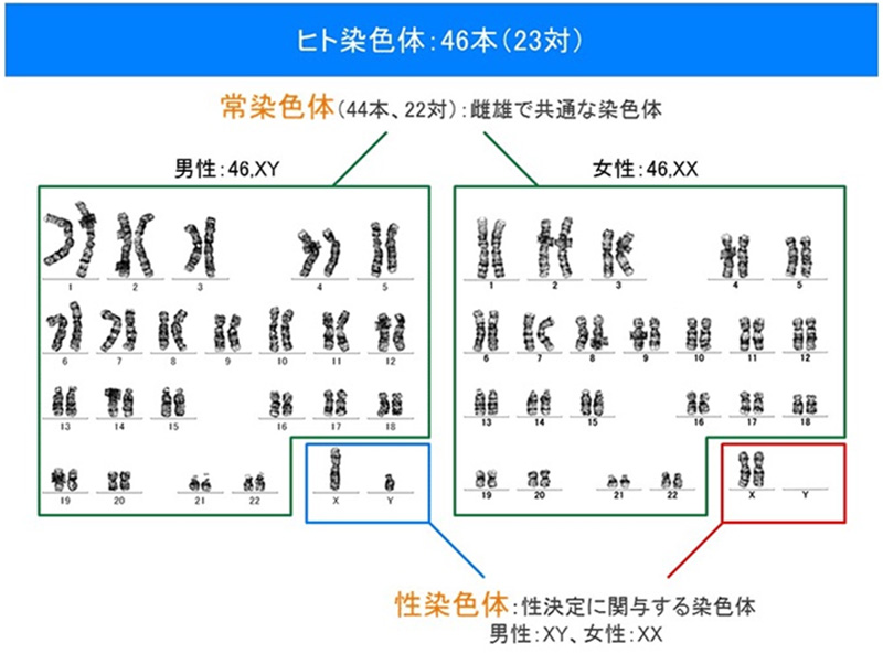 ヒト・染色体