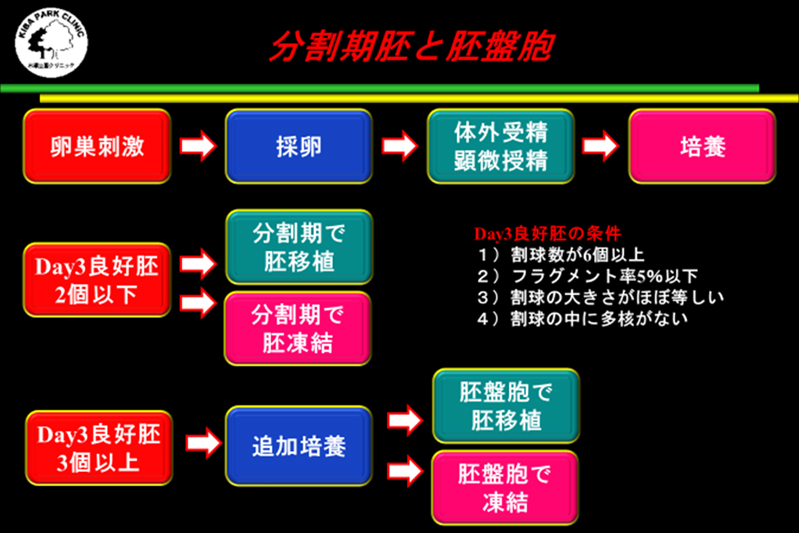 分割期胚と胚盤胞