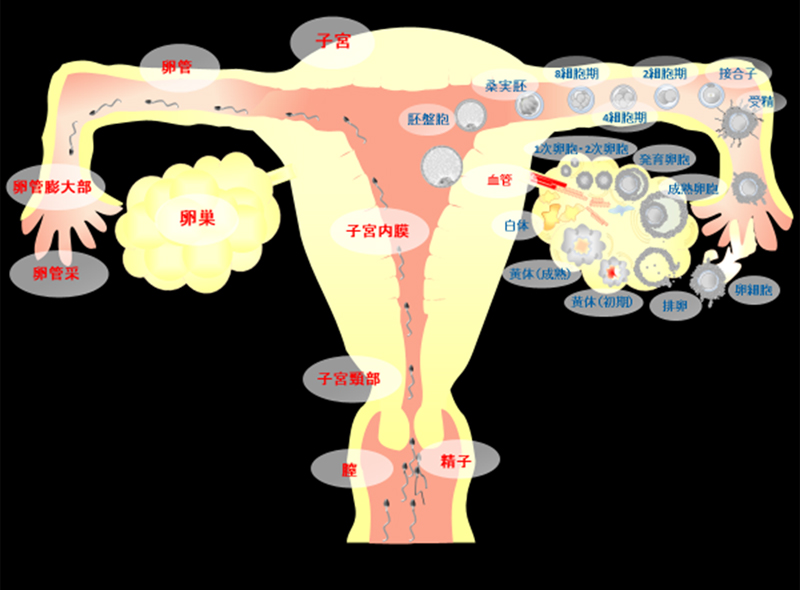 妊娠の仕組み
