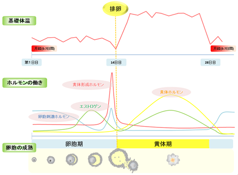 妊娠の仕組み