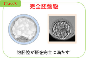 完全胚盤胞