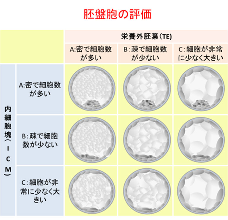 凍結融解胚盤胞移植の成績