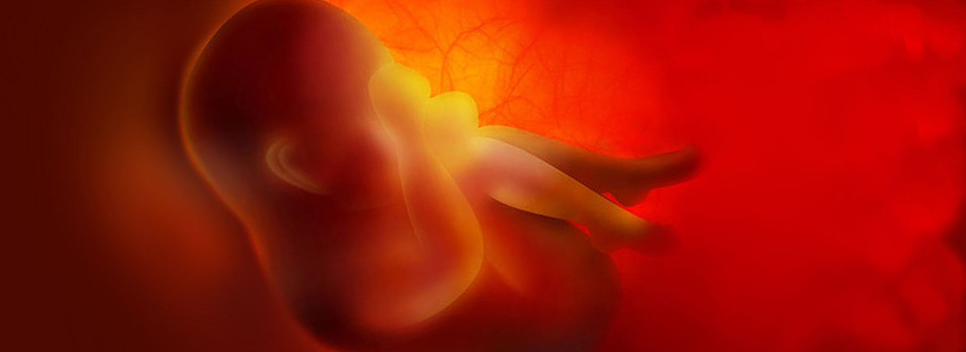 胎児精密超音波検査について 木場公園クリニック 不妊 不妊治療専門